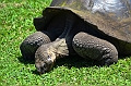 829_Ecuador_Galapagos_Santa_Cruz_El_Chato_Tortoise_Reserve