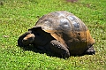 831_Ecuador_Galapagos_Santa_Cruz_El_Chato_Tortoise_Reserve