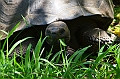 832_Ecuador_Galapagos_Santa_Cruz_El_Chato_Tortoise_Reserve