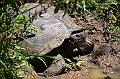 833_Ecuador_Galapagos_Santa_Cruz_El_Chato_Tortoise_Reserve
