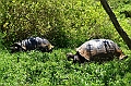 834_Ecuador_Galapagos_Santa_Cruz_El_Chato_Tortoise_Reserve