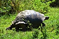 835_Ecuador_Galapagos_Santa_Cruz_El_Chato_Tortoise_Reserve