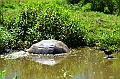 836_Ecuador_Galapagos_Santa_Cruz_El_Chato_Tortoise_Reserve