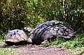 837_Ecuador_Galapagos_Santa_Cruz_El_Chato_Tortoise_Reserve