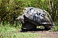 838_Ecuador_Galapagos_Santa_Cruz_El_Chato_Tortoise_Reserve