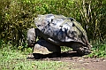 839_Ecuador_Galapagos_Santa_Cruz_El_Chato_Tortoise_Reserve