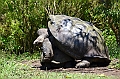 840_Ecuador_Galapagos_Santa_Cruz_El_Chato_Tortoise_Reserve