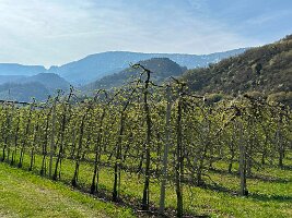 003_Italien_Suedtirol_Schernag