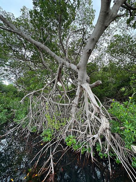 073_Curacao_Willemstad.JPG