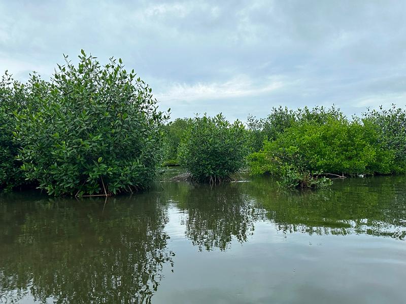 142_Colombia_Cartagena_Manglar.JPG