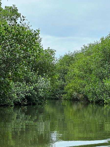 160_Colombia_Cartagena_Manglar.JPG
