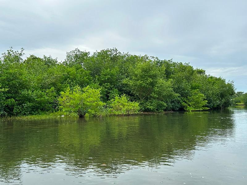 162_Colombia_Cartagena_Manglar.JPG
