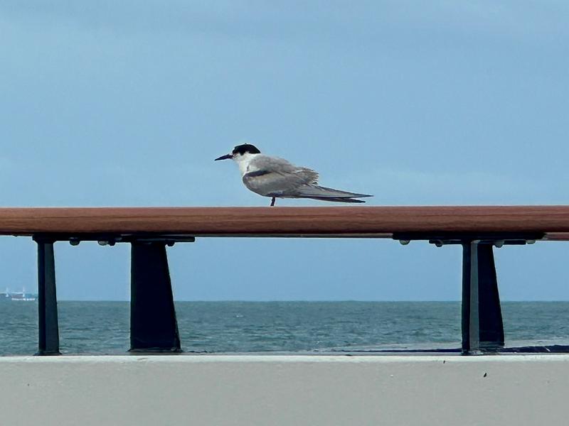 129_Ponant_Le_Champlain.JPG