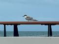 129_Ponant_Le_Champlain