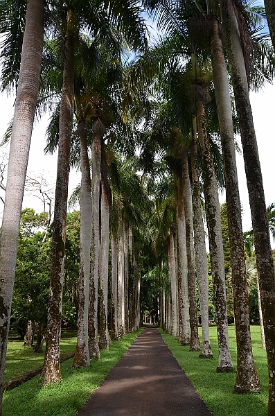 057_Mauritius_North_Sir_Seewoosagur_Ramgoolam_Botanical_Gardens07.JPG