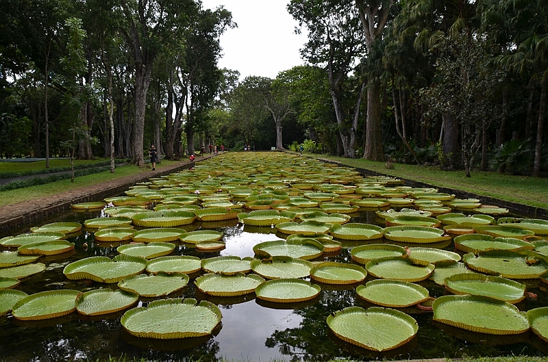 059_Mauritius_North_Sir_Seewoosagur_Ramgoolam_Botanical_Gardens09.JPG