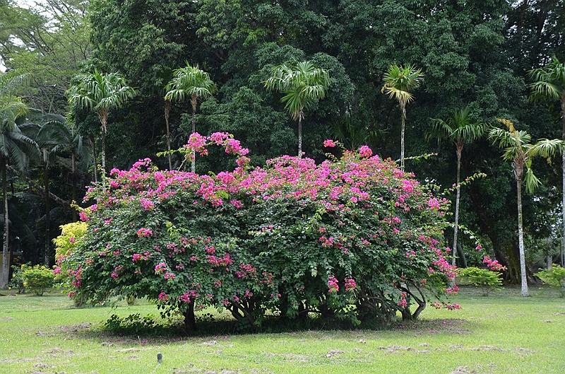 066_Mauritius_North_Sir_Seewoosagur_Ramgoolam_Botanical_Gardens16.JPG