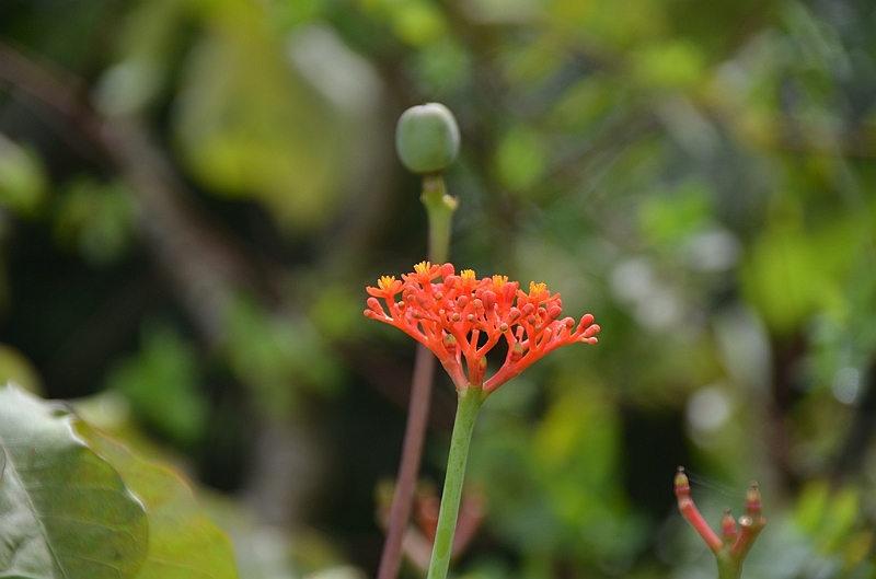 074_Mauritius_North_Sir_Seewoosagur_Ramgoolam_Botanical_Gardens24.JPG