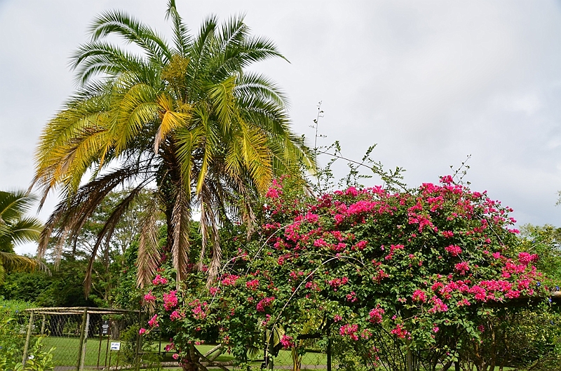 075_Mauritius_North_Sir_Seewoosagur_Ramgoolam_Botanical_Gardens25.JPG