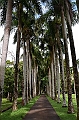 057_Mauritius_North_Sir_Seewoosagur_Ramgoolam_Botanical_Gardens07