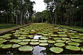 059_Mauritius_North_Sir_Seewoosagur_Ramgoolam_Botanical_Gardens09
