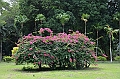 066_Mauritius_North_Sir_Seewoosagur_Ramgoolam_Botanical_Gardens16
