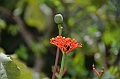 074_Mauritius_North_Sir_Seewoosagur_Ramgoolam_Botanical_Gardens24