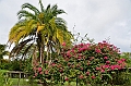 075_Mauritius_North_Sir_Seewoosagur_Ramgoolam_Botanical_Gardens25
