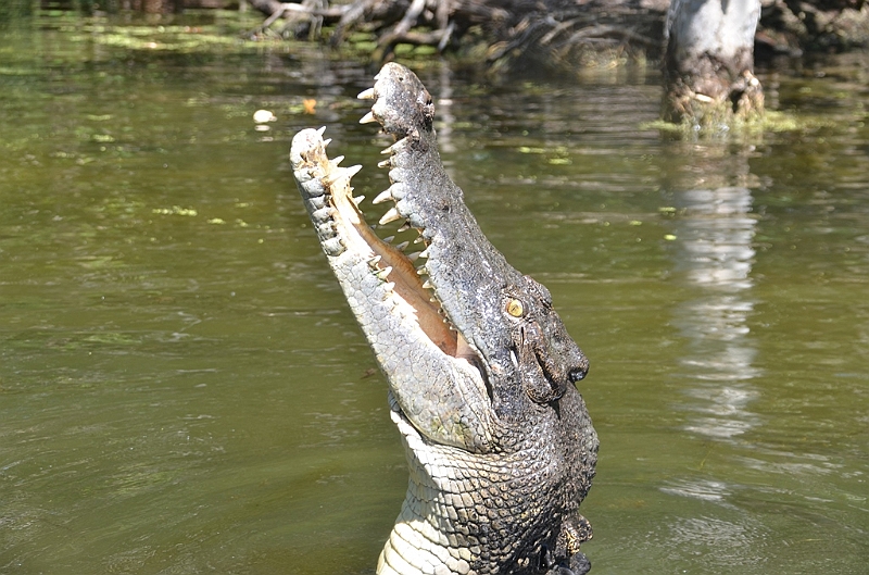 100_Australia_Queensland_Hartleys_Crocodile_Adventure.JPG