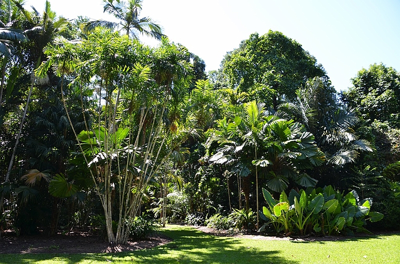 125_Australia_Cairns_Botanic_Gardens.JPG