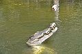 099_Australia_Queensland_Hartleys_Crocodile_Adventure