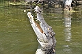 100_Australia_Queensland_Hartleys_Crocodile_Adventure