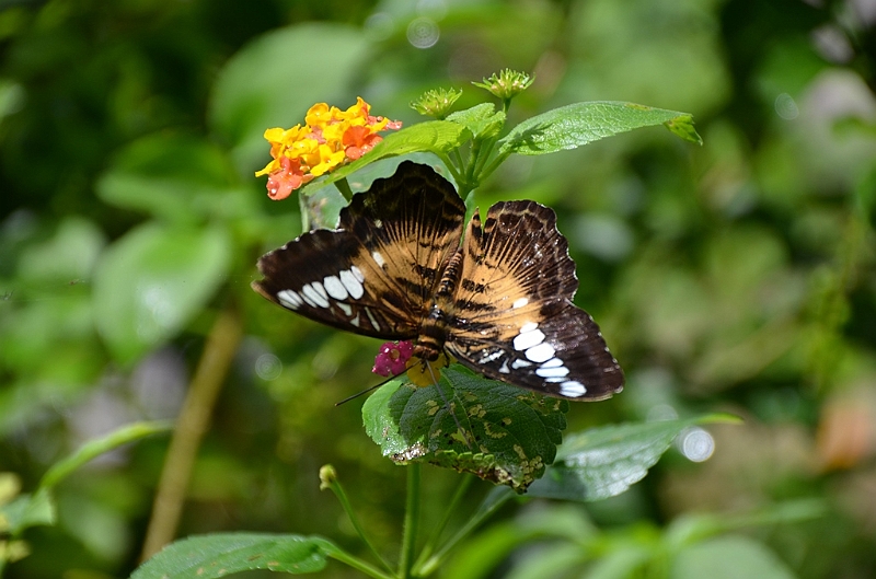 200_Philippines_Bohol_Butterfly_Conservation_Center.JPG