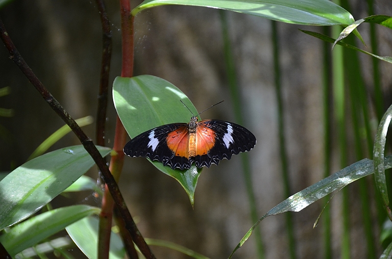 202_Philippines_Bohol_Butterfly_Conservation_Center.JPG