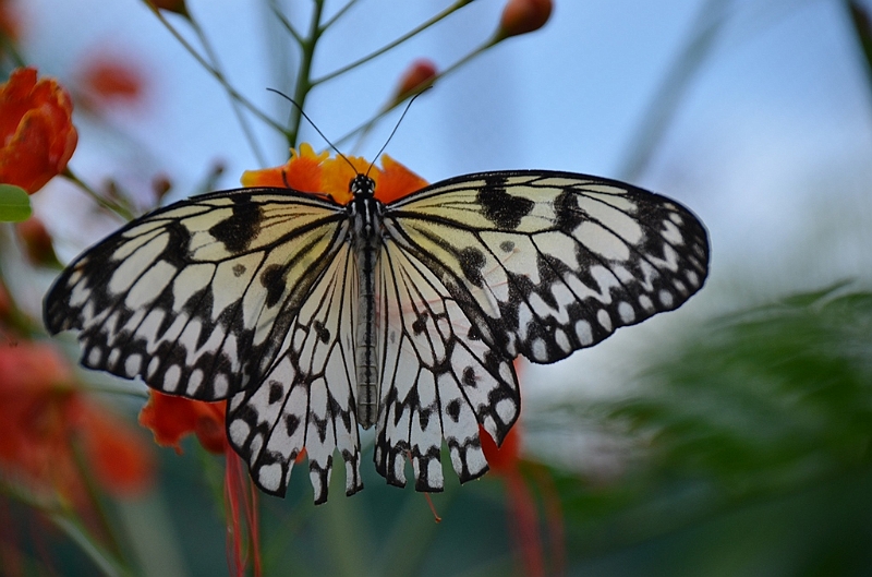 225_Philippines_Bohol_Butterfly.JPG