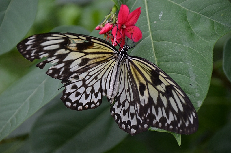 226_Philippines_Bohol_Butterfly.JPG