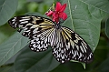 226_Philippines_Bohol_Butterfly