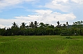 228_Philippines_Bohol_Rice_Field
