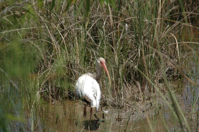 209_USA_Everglades_National_Park.JPG