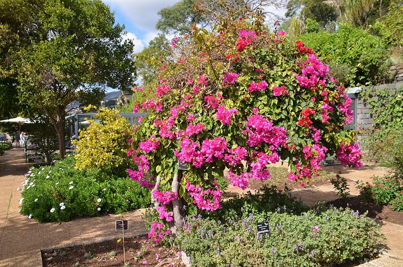263_Portugal_Madeira_Funchal_Botanical_Garden.JPG