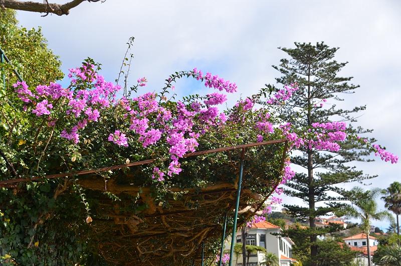 264_Portugal_Madeira_Funchal_Botanical_Garden.JPG