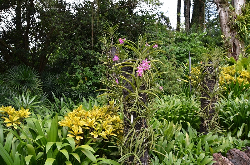 143_Singapore_Botanic_Gardens.JPG