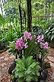 144_Singapore_Botanic_Gardens