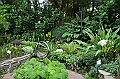 151_Singapore_Botanic_Gardens