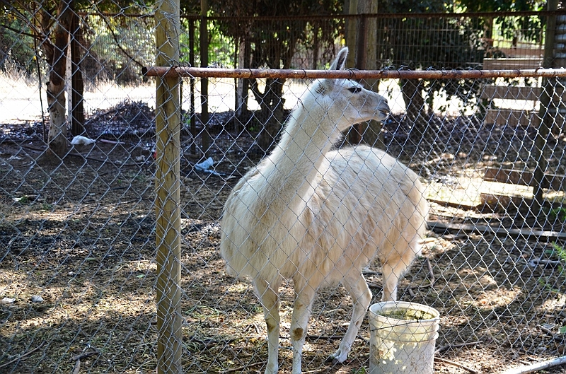 137_Chile_Lamas.JPG