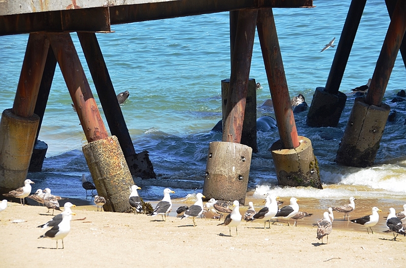 144_Chile_Vina_del_Mar.JPG
