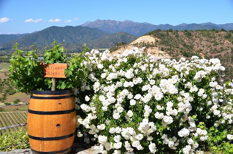 198_Chile_Indomita_Winery.JPG