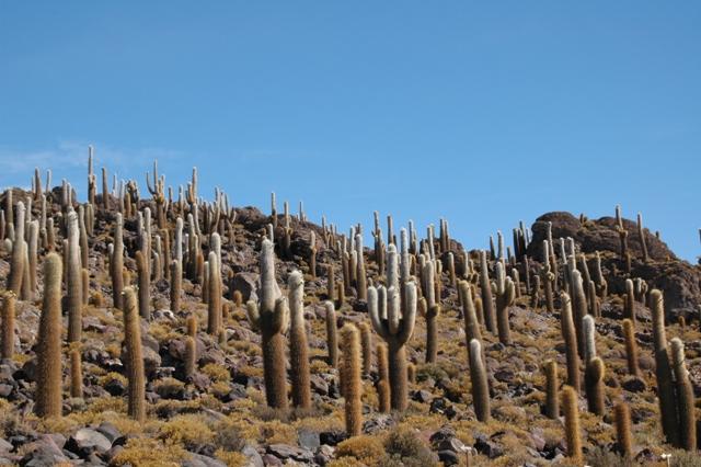 434_Bolivien_Salar_de_Uyuni_Isla_del_Pescado.JPG
