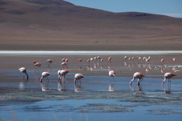 465_Bolivien_Altiplano_Flamingos.JPG