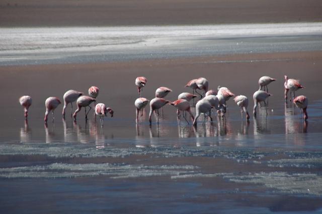 469_Bolivien_Altiplano_Flamingos.JPG